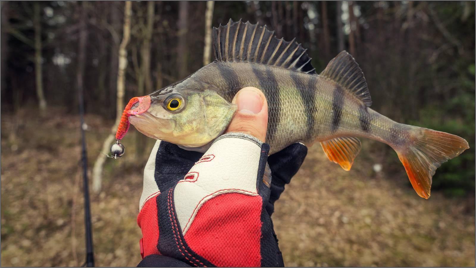 Hunting Perch with Waterfowl Calls