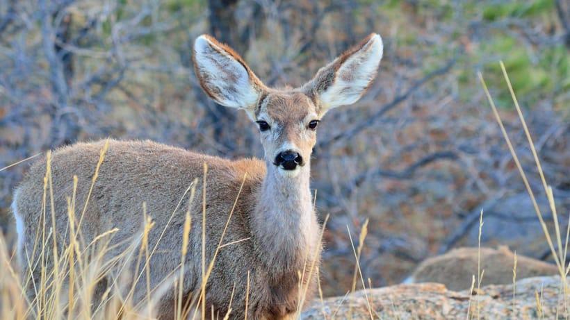 GAME WARDEN RESCUES MULE DEER FROM MUD PIT