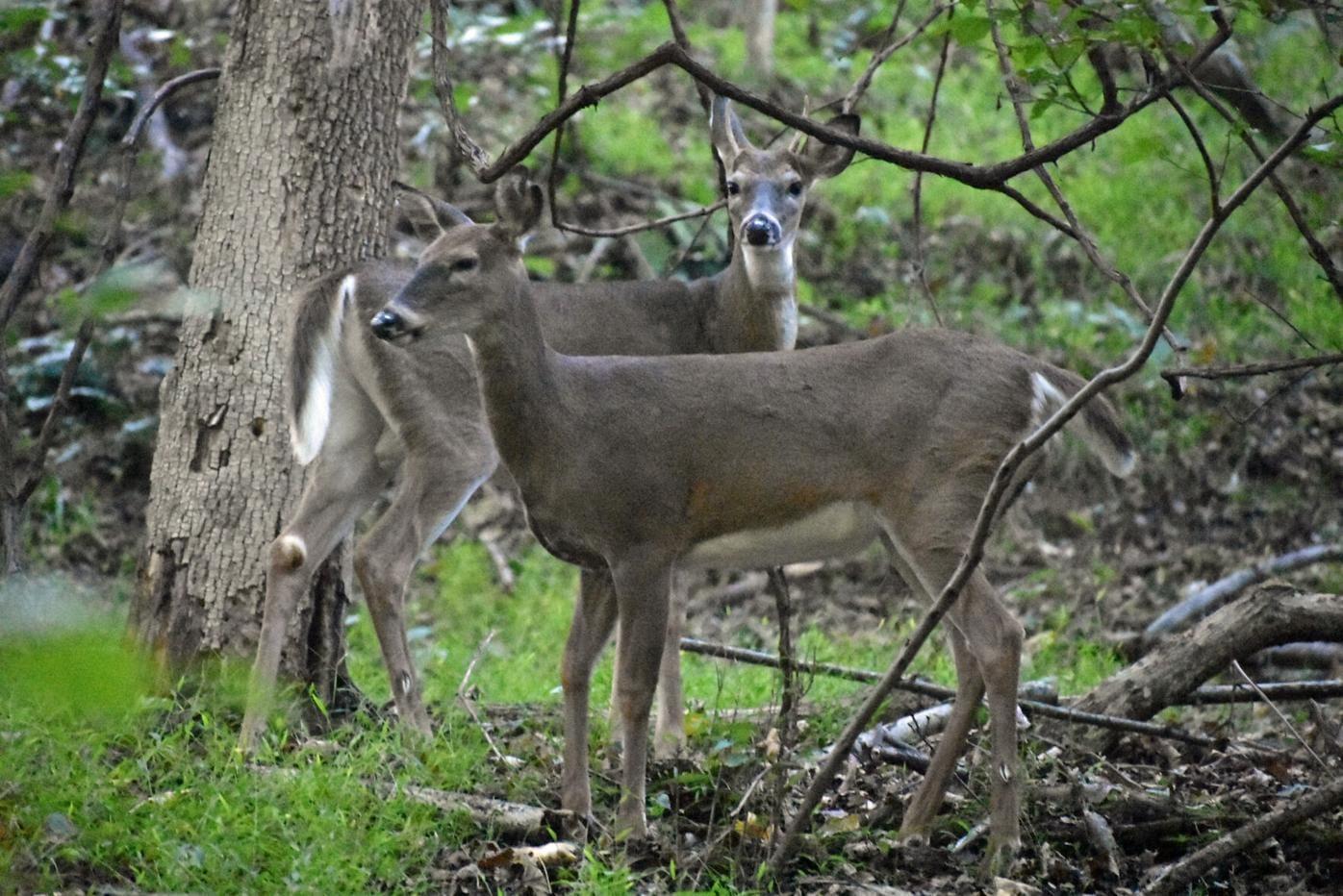 Local experts provide safety tips for 2021-2022 hunting season.