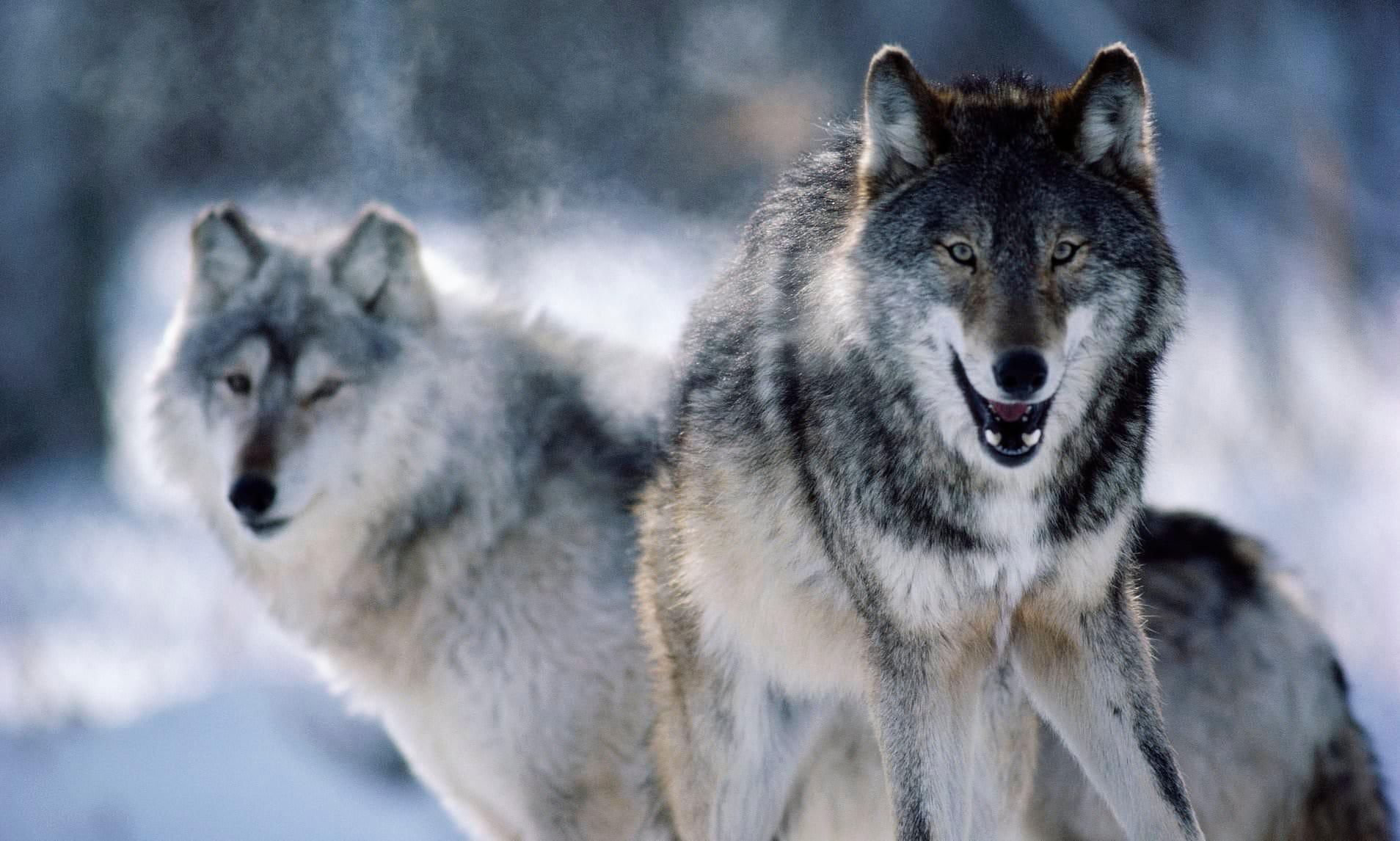 Judge Issues Injunction Blocking Wisconsin Fall Wolf Hunt