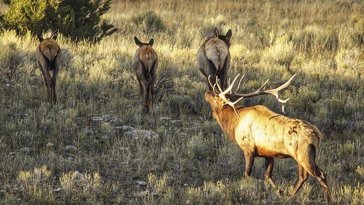 Hour-to-Hour Elk Hunting Tactics.