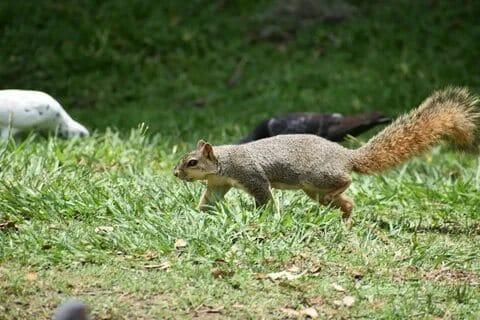 How Do You Start Squirrel Hunting?