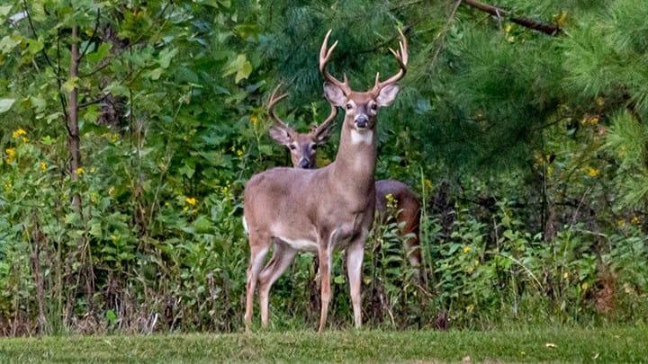 The early season is a great time to hunt whitetails.