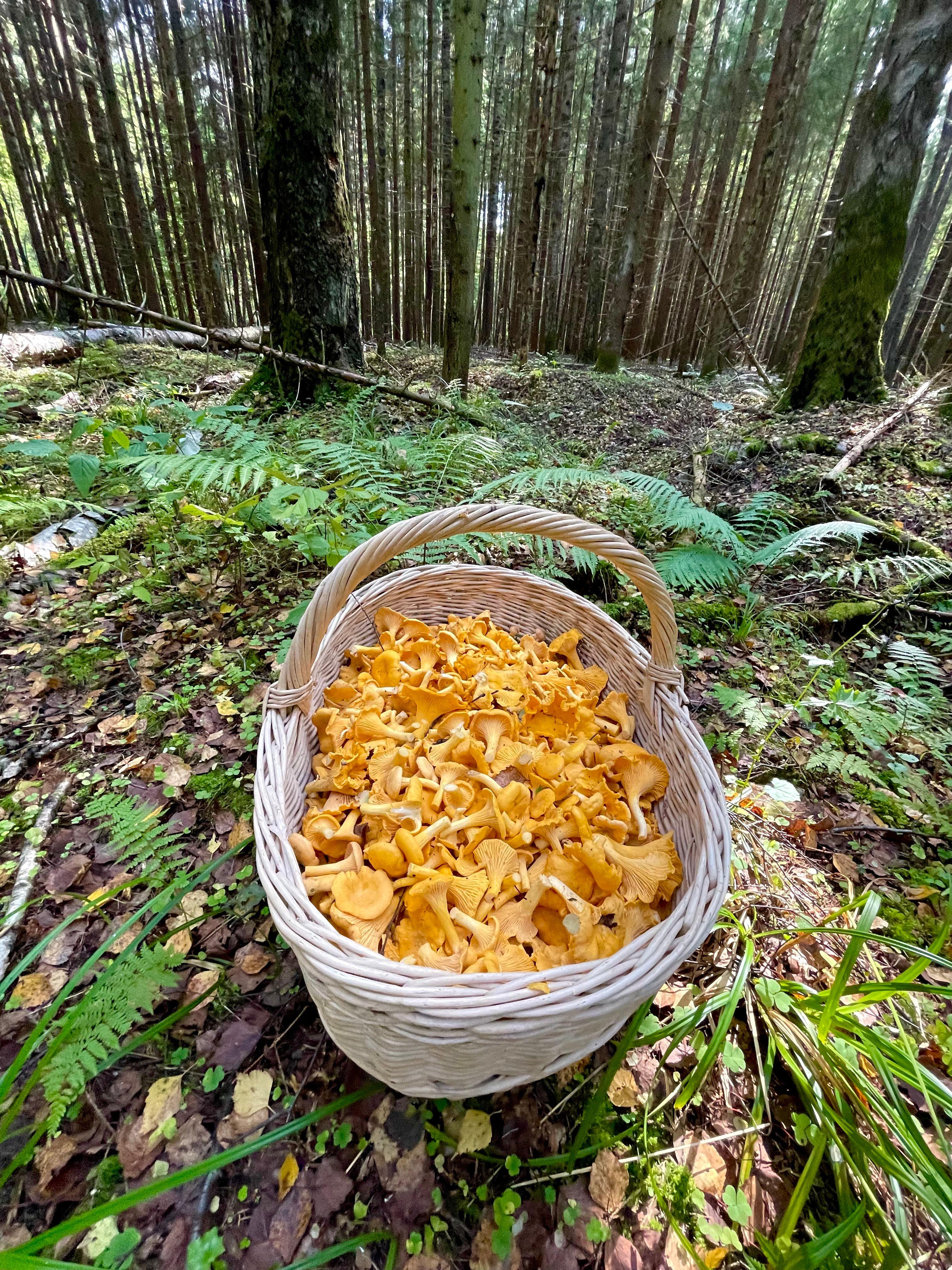 Cantharellus cibarius —conocido comúnmente como rebozuelo, anacate o chantarela— es un hongo basidiomiceto de la familia Cantharellaceae.