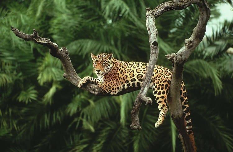 Rewilding: Jaguars return to Argentina’s wetlands 70 years after local extinction