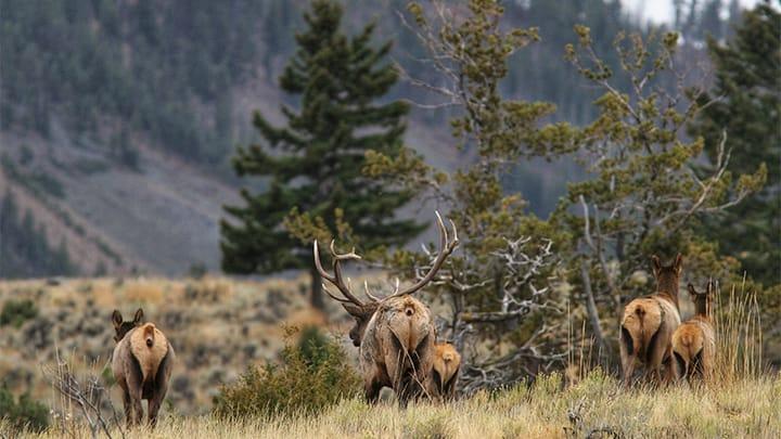 Hour-to-Hour Elk Hunting Tactics.