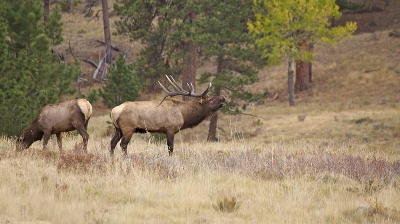 SOUTH DAKOTA RANCHERS UPSET OVER NUMBER OF ELK CONTINGENCY LICENSES