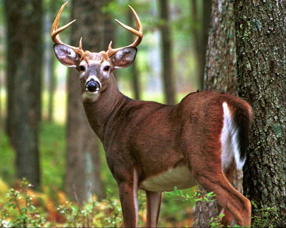 Pennsylvania Will Finally Allow Limited Sunday Deer Hunting.