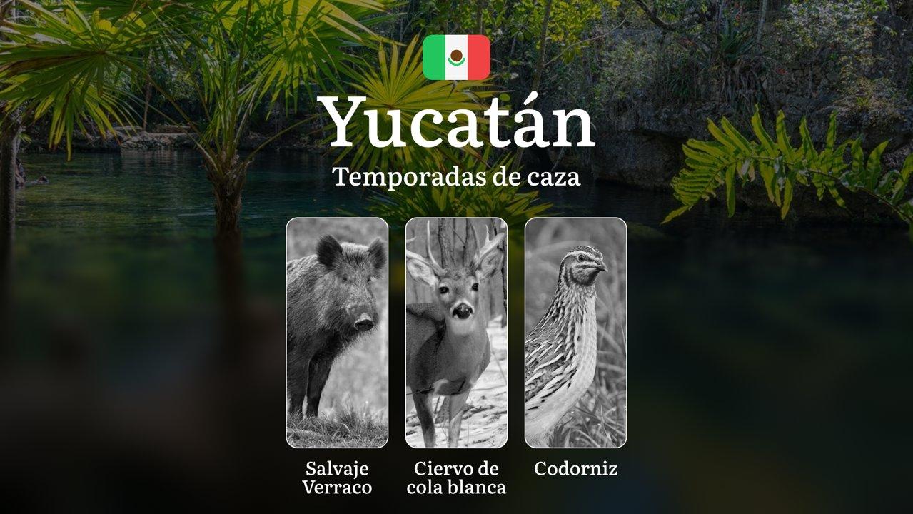Temporadas y períodos de caza en Yucatán: Periodos Legales, Comportamiento de la Fauna y Requisitos para la Licencia