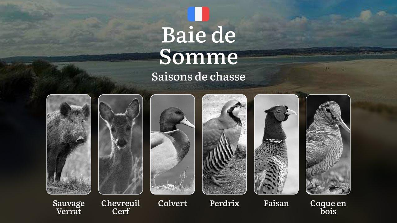 Saisons de Chasse en BAIE DE SOMME: Dates d'Ouverture/Fermeture, Obtention des Permis, Règlements Spécifiques et Périodes Clés