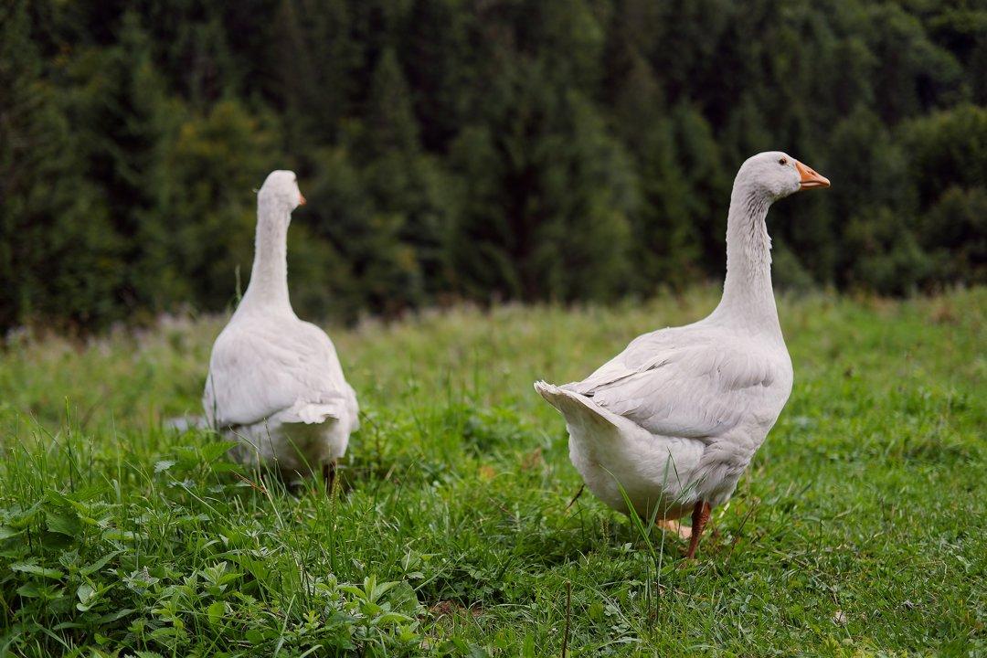La Chasse en LOIRE-ATLANTIQUE: Explorez la Géographie, Naviguez dans la Législation et Découvrez des Faits Intéressants