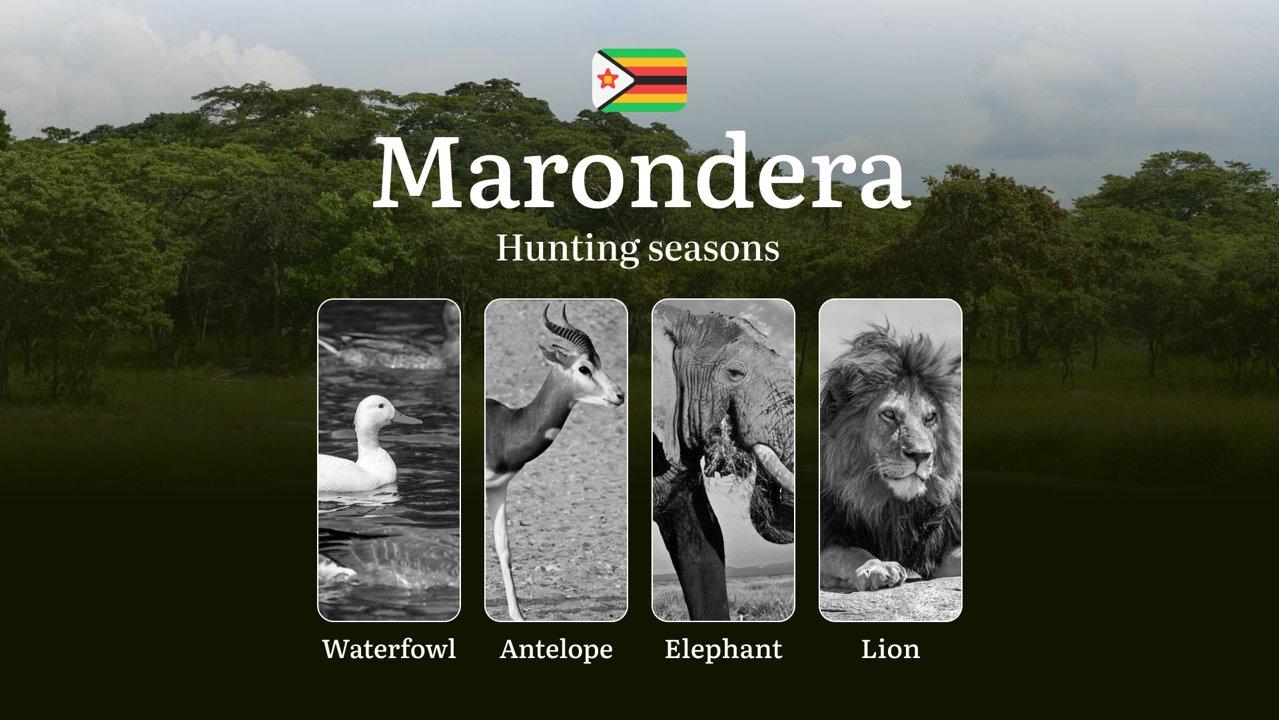 Hunting Seasons in Zimbabwe’s MARONDERA Region: Dates and Time of Hunting, Restrictions, Bans, and Protected Species
