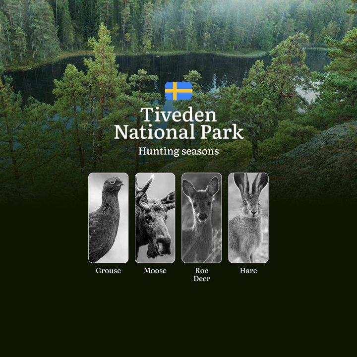 Hunting Periods and Local Rules in TIVEDEN NATIONAL PARK: Species You Can Hunt Throughout the Year, Seasonal Activity of Game, and the Steps to Get a Legal Hunting License in the Region