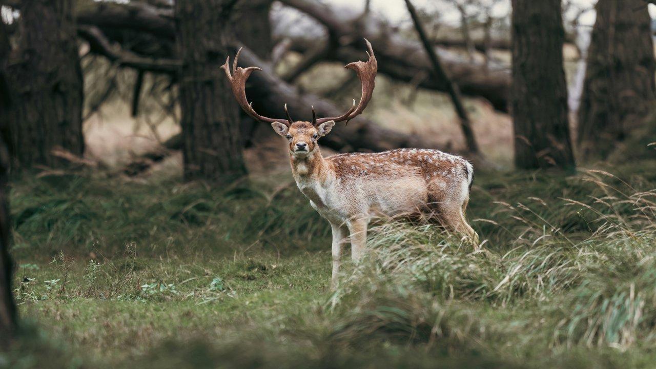 Whitetail Rut 2025: Why This Year’s Deer Hunting Season Will Be Different
