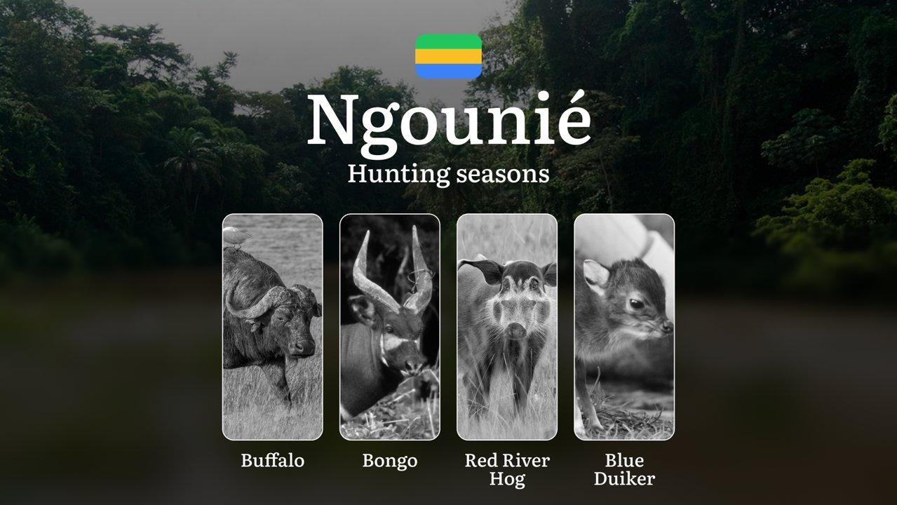 Hunting Seasons in NGOUNIÉ: Optimal Periods, Licensing Requirements, General Regulations, Legal Restrictions and Prohibitions