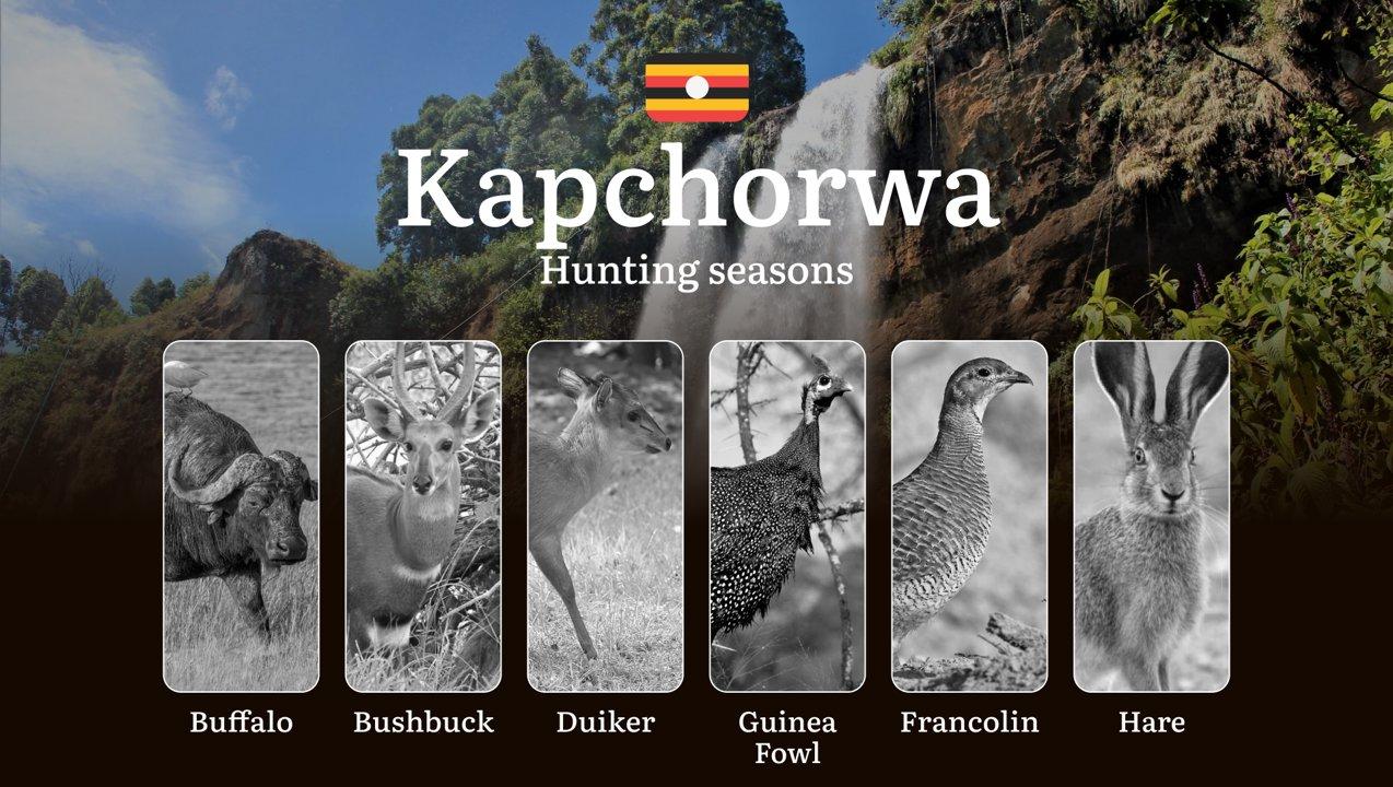 Permitted Hunting Intervals <strong>in</strong> Kapchorwa: Year-Round Huntable Wildlife, Seasonal Migration of Game, and the Process <strong>for</strong> Securing a <stro