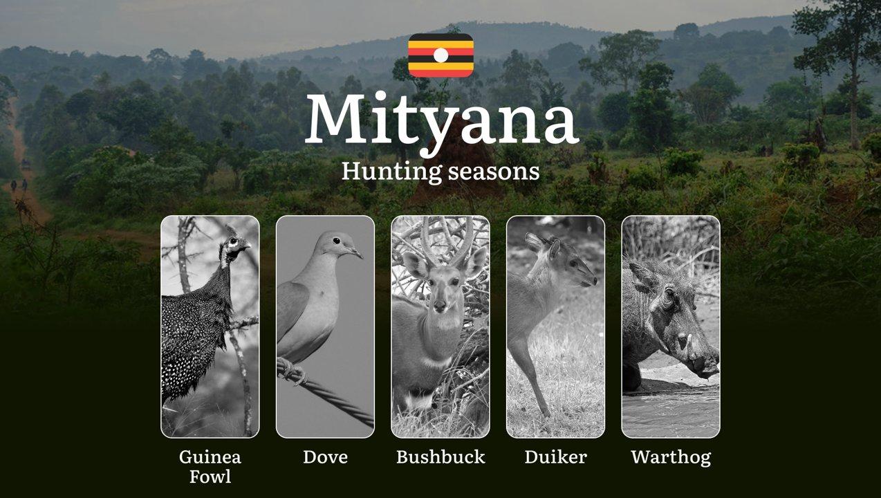 Scheduled Hunting Times in Mityana: Area Regulations, Steps to Obtain a Hunting License, Sanctions for Breaching Hunting Periods, Tips on Timing, Gear Selection, and Hunting Methods
