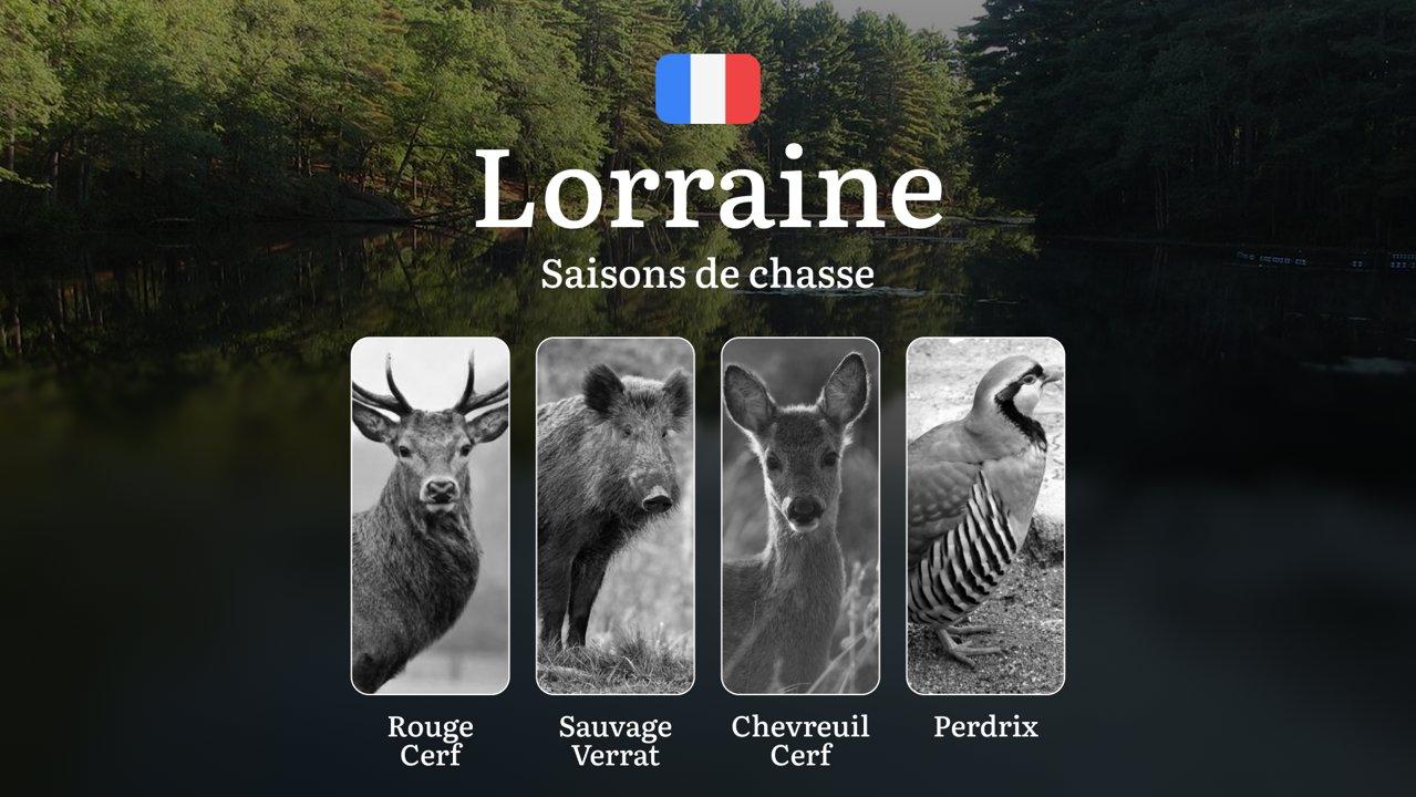 Saisons de Chasse en LORRAINE: Dates Clés, Types de Gibier, Restrictions à Connaître, Permis et Démarches Administratives