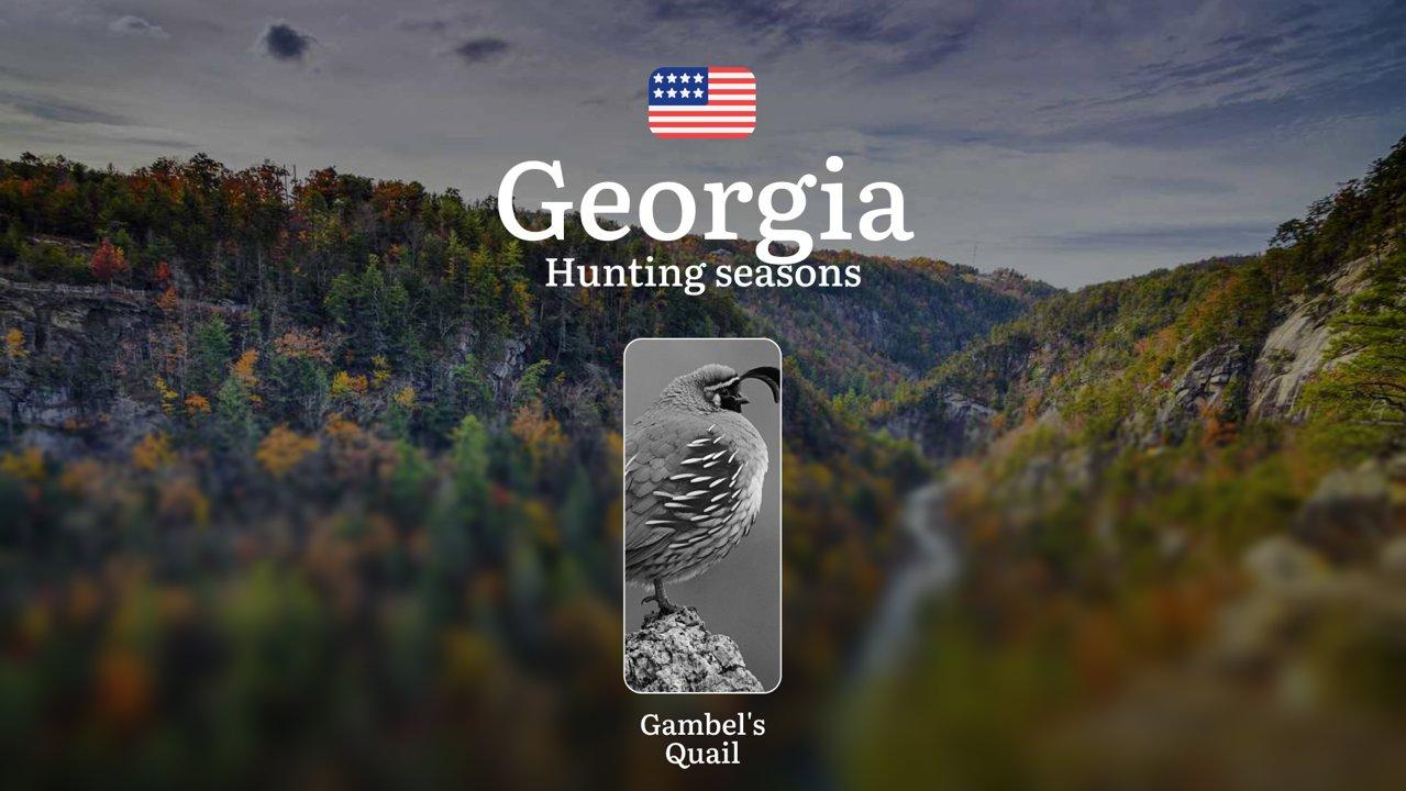 Quail Hunting in Georgia, USA: Seasons, Licenses, Rules, and Best Times for Hunting, Restrictions and Prohibitions 

When Does Quail Hunting Season Start in Georgia?

Qua