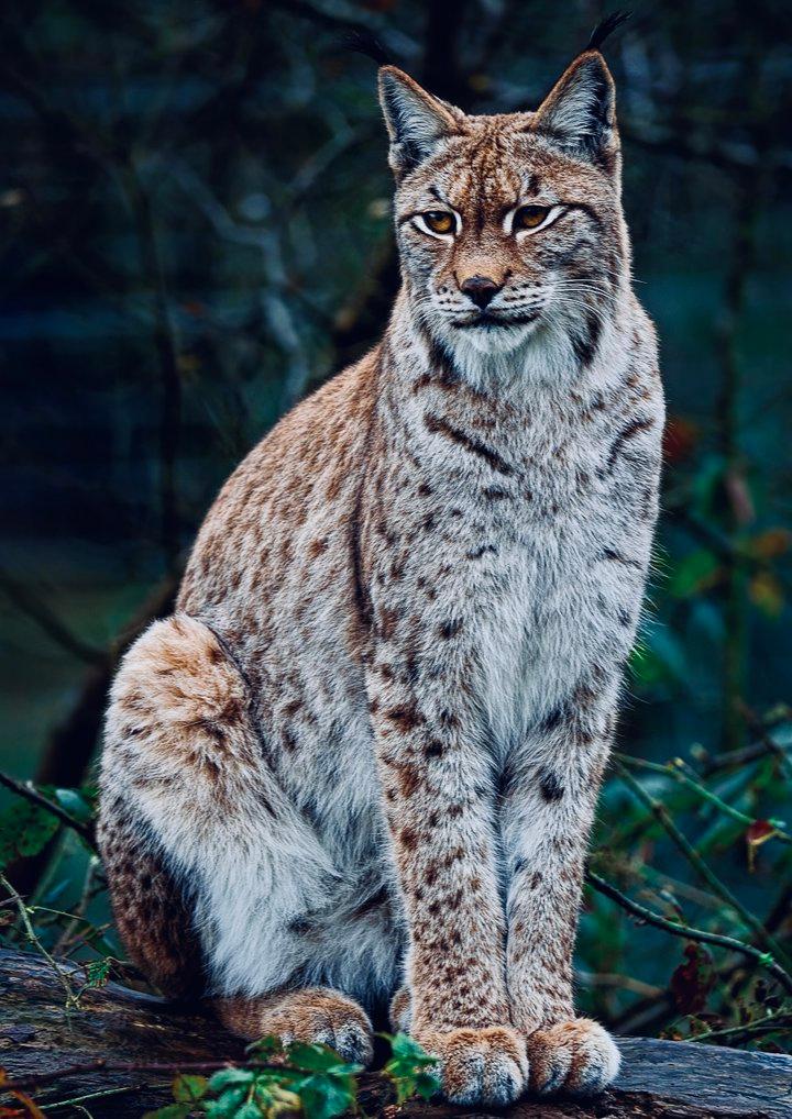 Lynx Hunting in Belarus: Season Dates, License Cost, Legal Regions & Field Tactics

Table of Contents Lynx Hunting in Belarus:

• When Does Lynx Hunting Start in Belarus?