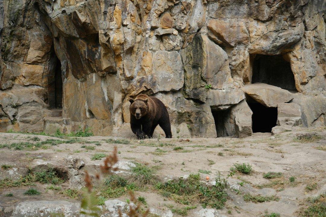 Florida Bear Hunt 2025: Over 163,000 Applications Filed for Just 172 Tags