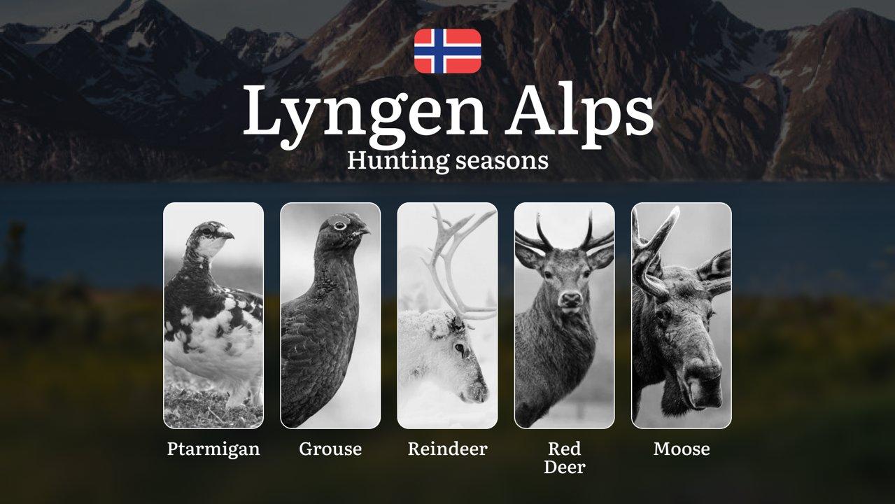 Hunting Periods and Local Rules in Lyngen Alps: Species You Can Hunt Throughout the Year, Seasonal Activity of Game, and the Steps to Get a Legal Hunting License in the R