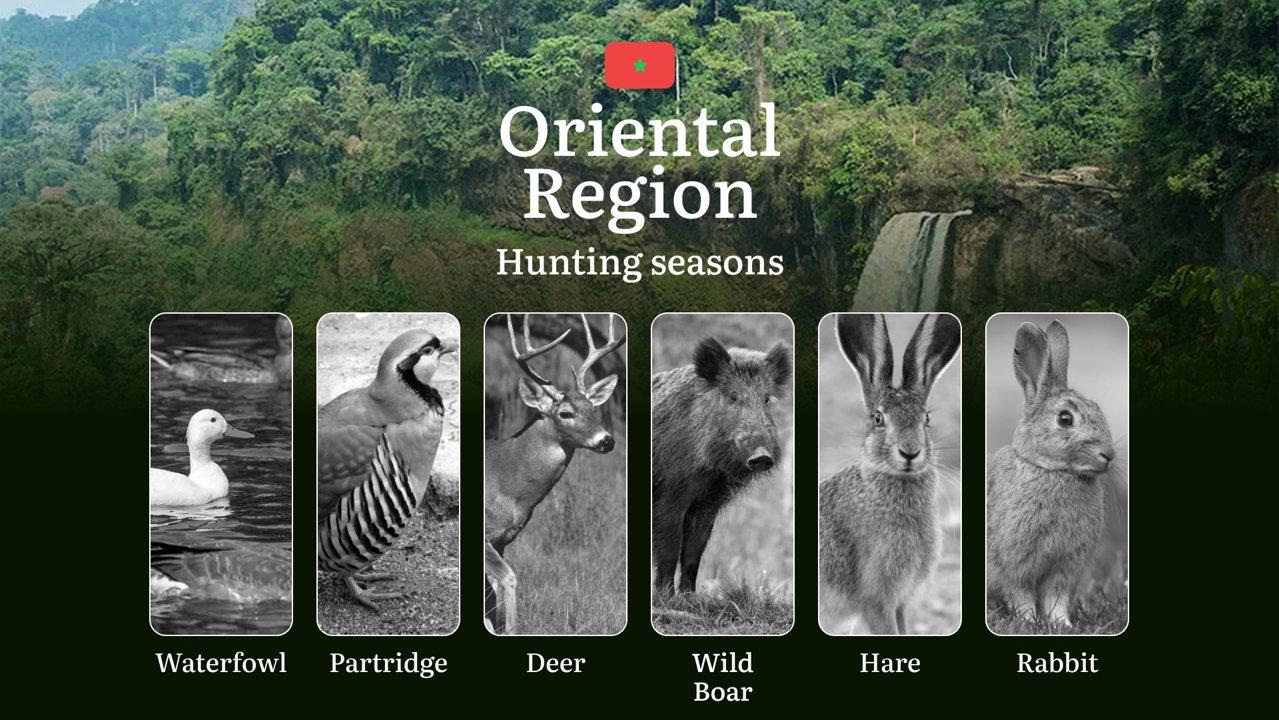 Hunting Seasons in Oriental Region: Restrictions, Bans, and Protected Species, Choosing Timing, <strong>Gear</strong>, and Tactics 

The Oriental Region offers diverse hu