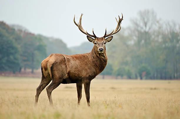 Iowa Deer Hunters: Your Complete Guide to the 2025-26 Deer Hunting Seasons

The Iowa Department of Natural Resources (DNR) has set the framework for another exciting year