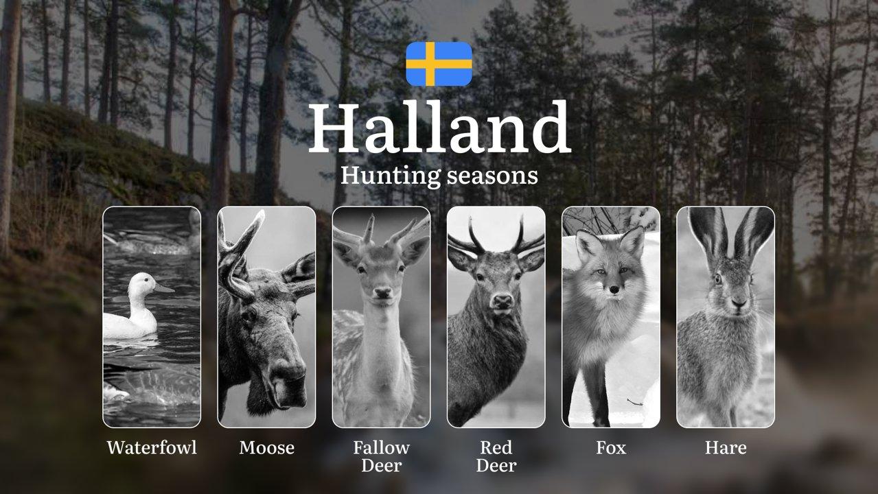 Hunting Periods in HALLAND: When and What You Can Hunt, Seasonal Game Patterns, and Everything You Need to Know to Obtain a Valid Hunting License in the Region

Hunting i