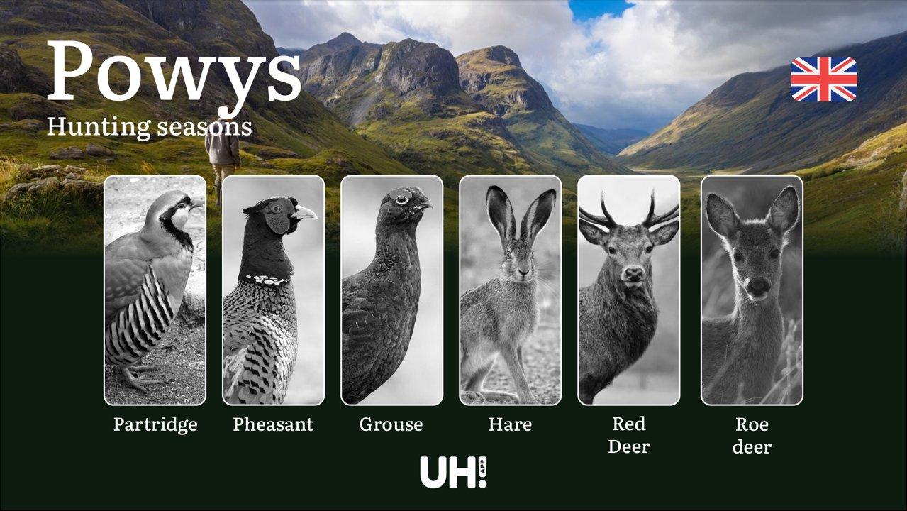 Powys <strong>Hunting</strong> Seasons: Dates, Licenses, Rules & Best Times to Hunt in Wales’ Wild Country

Powys, the largest and one of the most biodiverse counties in 