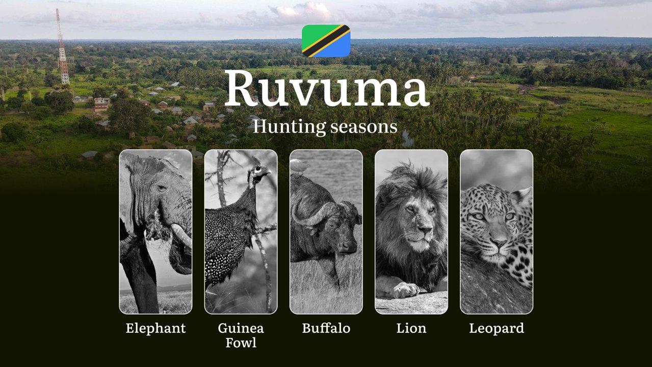 Hunting Date Ranges in Ruvuma: Species Available Throughout the Year, Seasonal Game Patterns, and Steps to Acquire an Official Hunting License