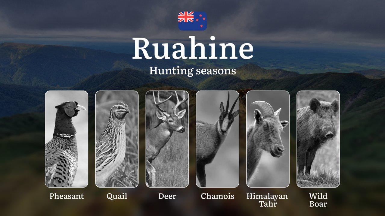 RUAHINE Forest Park Guide: Seasonality of Hunting, Restrictions and Prohibitions, Tips for Choosing the Right Time, Location, Gear, and Tactics

Hunting in New Zealand is