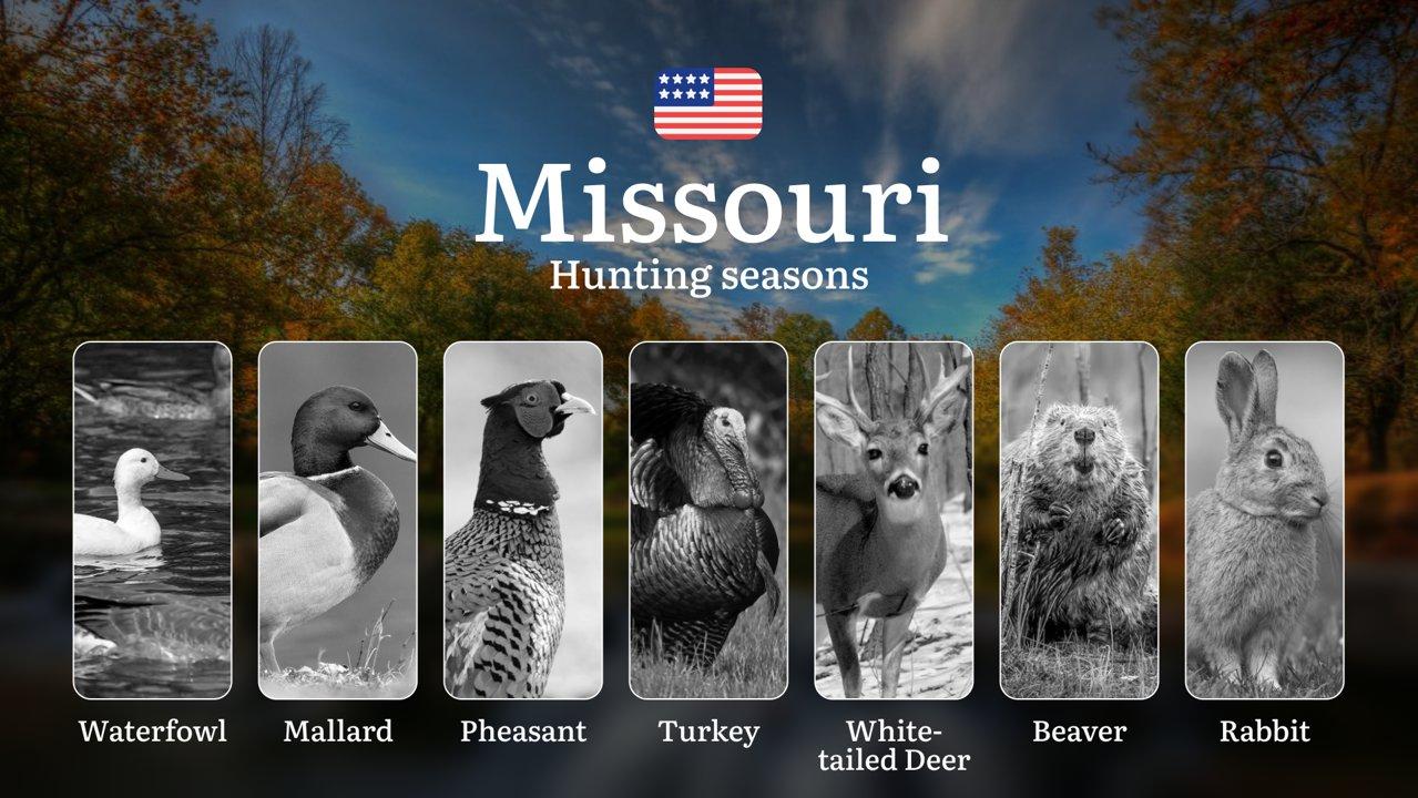 Missouri (Conservation Areas): Hunting Seasons, Opening and Closing Dates, Licenses, Rules, Restrictions and Bans

Hunting in the state of Missouri is not only an excitin