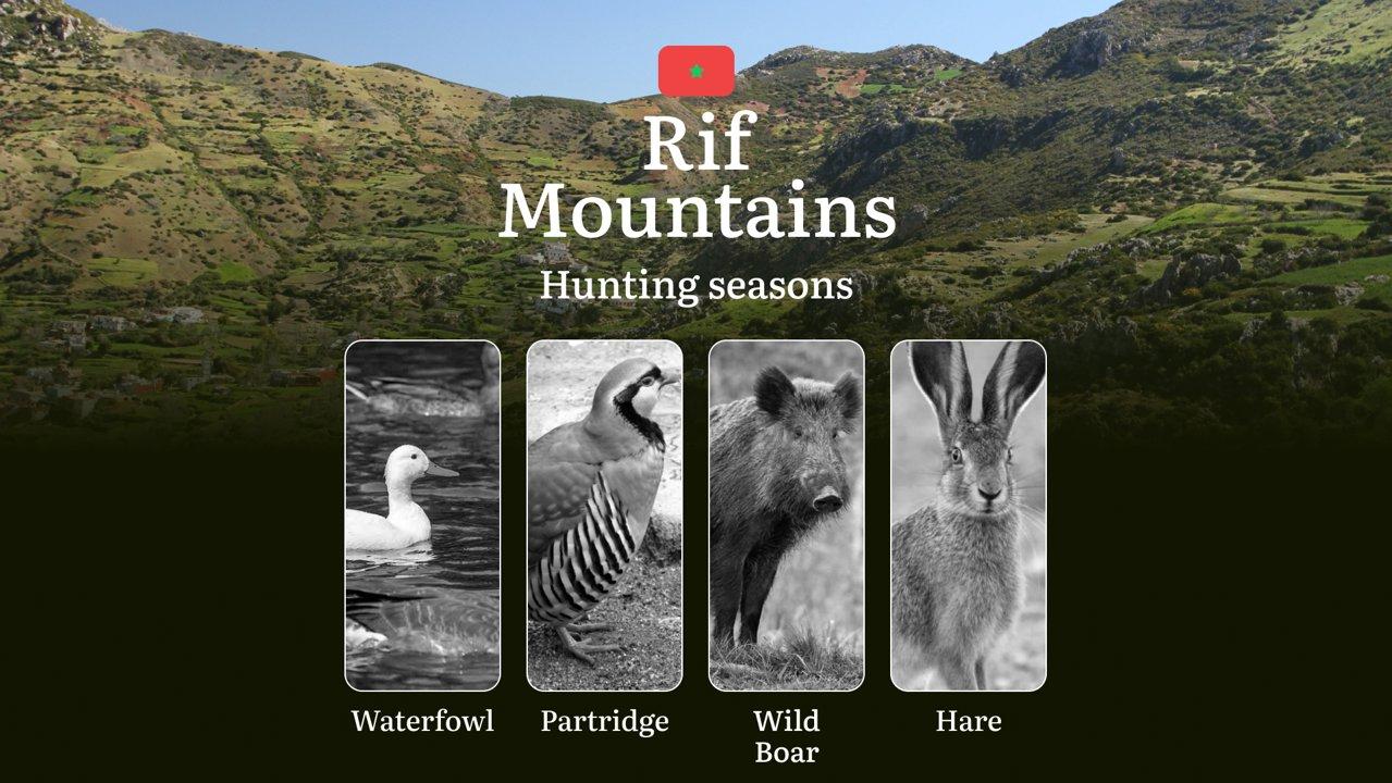 Hunting Seasons in Rif Mountains: Restrictions, Bans, and Protected Species, Choosing Timing, Gear, and Tactics 

Hunting in the Rif Mountains offers a thrilling experien