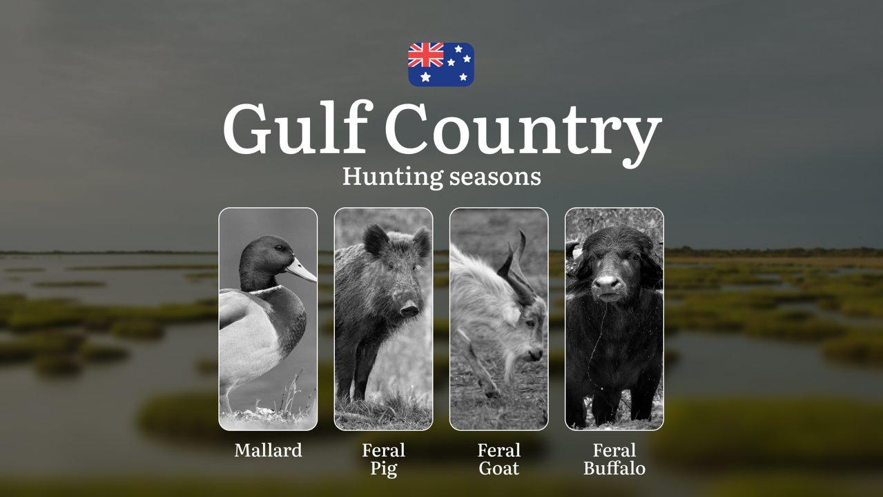 Gulf Country's Hunting Calendar: When the Savannah Comes Alive - Buffalo, Banteng and Outback Pursuits

Hunting Regulations & Seasonal Framework in Gulf Country

The vast