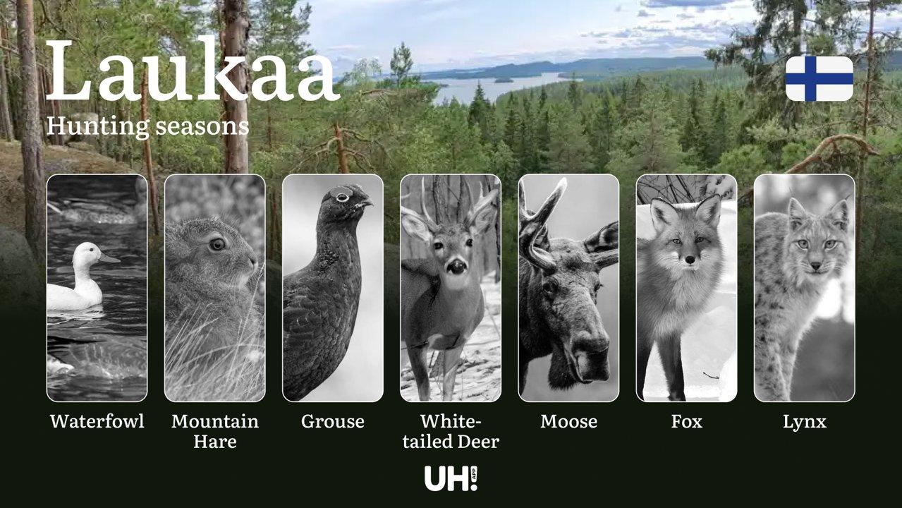 Hunting Seasons in LAUKAA: Key Regulations, Optimal Hunting Periods, Licensing Requirements and Consequences of Non-Compliance