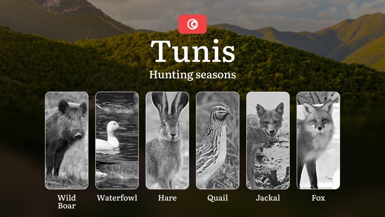 Hunting Seasons in TUNIS: Key Hunting Periods, General Rules, Restrictions and Protected Species, Legal Requirements and Practical Tips