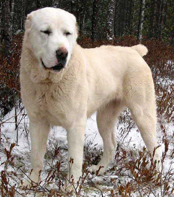 Шарик 