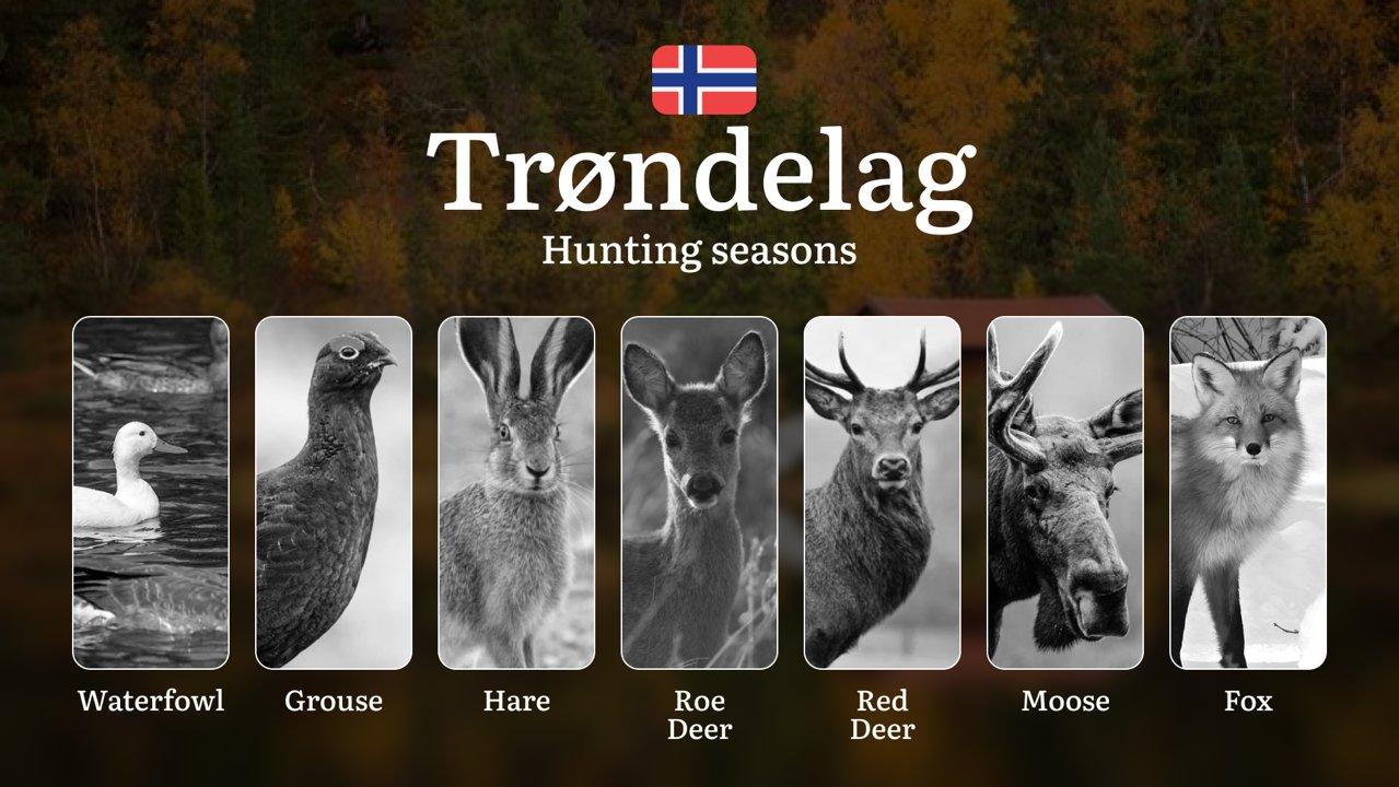 Hunting Periods and Permits in Trøndelag: A Detailed Look at Game Movement 

Throughout the Year, Seasonal Limits, and How to Apply for a Hunting License in the Area

Pla