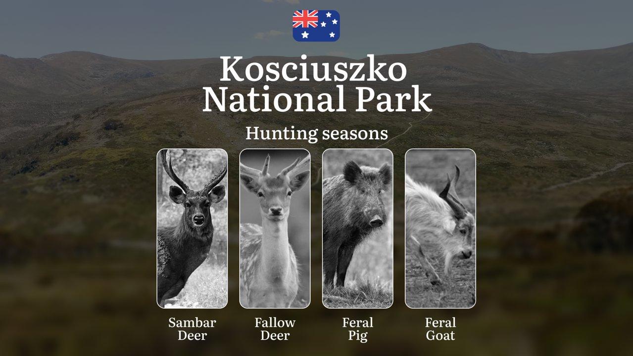 Alpine Pursuits: Kosciuszko National Park Hunting – When the High Country Yields Its Best Trophies

Hunting Regulations & Seasonal Framework in Kosciuszko National Park

