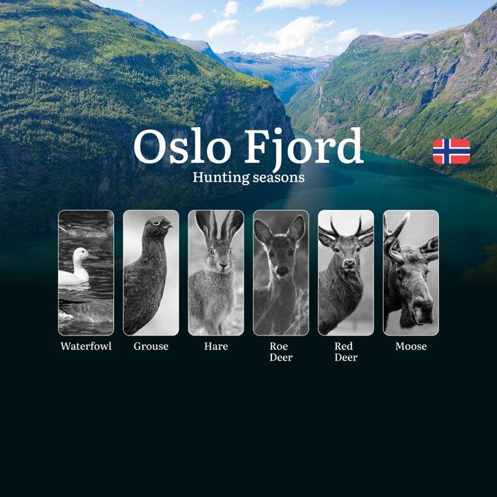 Hunting Seasons in Oslo Fjord: Restrictions, Bans, and Protected Species, Choosing Timing, Gear, and Tactics