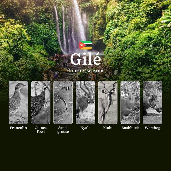 Gilé’s Hunting Calendar: Decoding the Best Months for Big Game, Bird Shooting, and Sustainable Safari Adventures in Central Mozambique