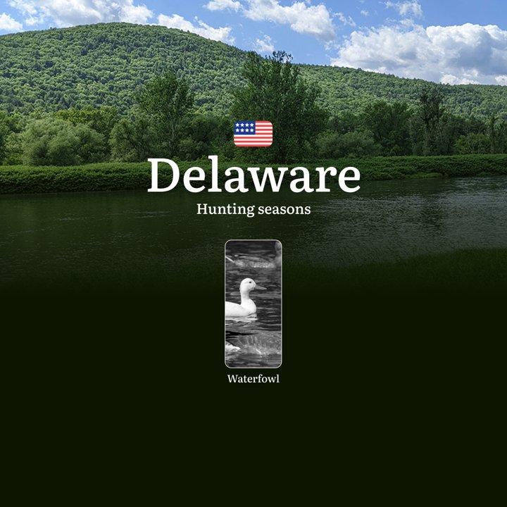 Waterfowl Hunting Seasons in Delaware: Hunting Dates, Limits and Protected Species, Documents, Requirements and Club Support

When the Season Opens of Waterfowl Hunting i