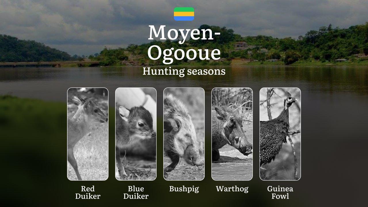 Hunting Seasons in MOYEN-OGOOUÉ: Optimal Periods, Legal Restrictions, Protected Species, Licensing Requirements and Practical Tips
