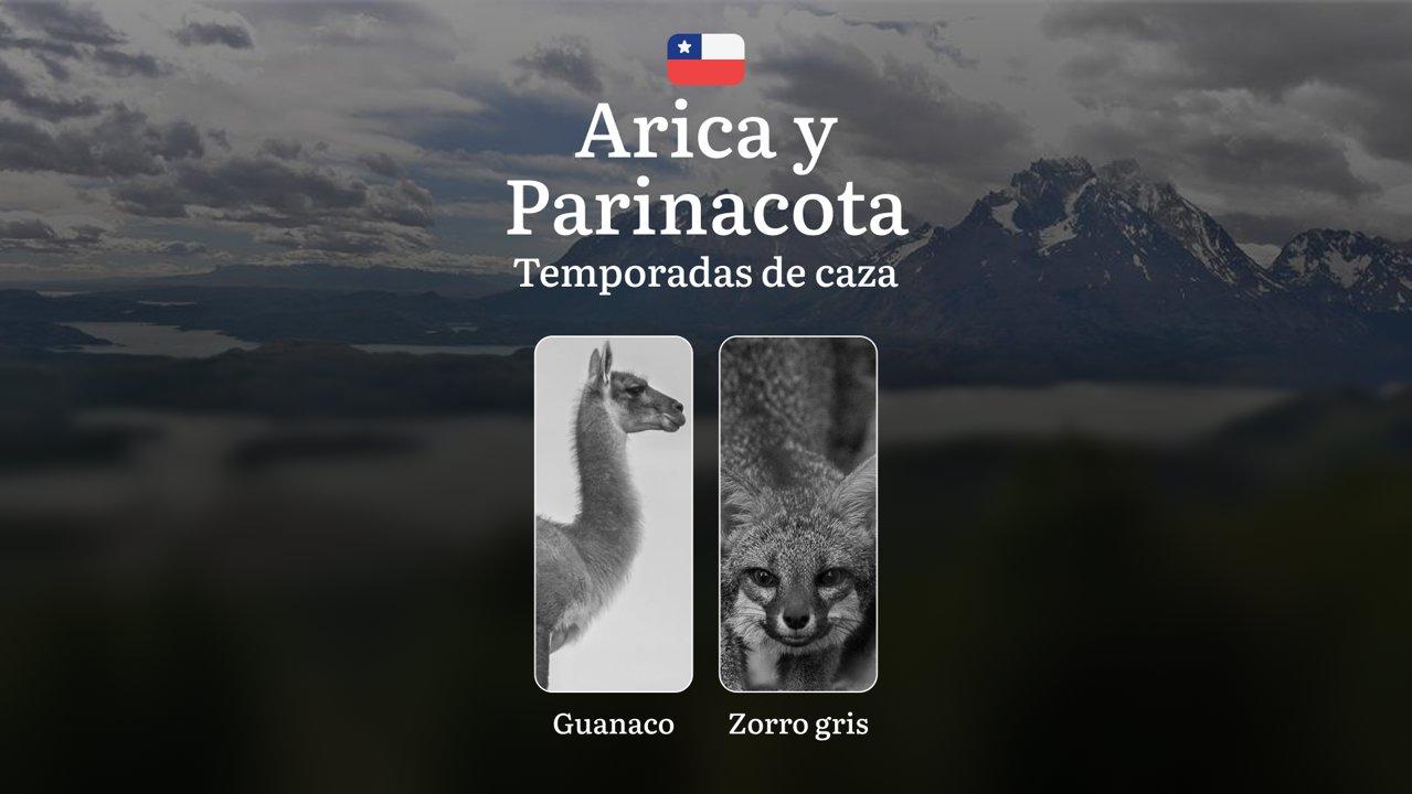 Temporadas de caza en Chile, la región de Arica y Parinacota: Normas y períodos, Prohibiciones y restricciones, tácticas y  equipo 