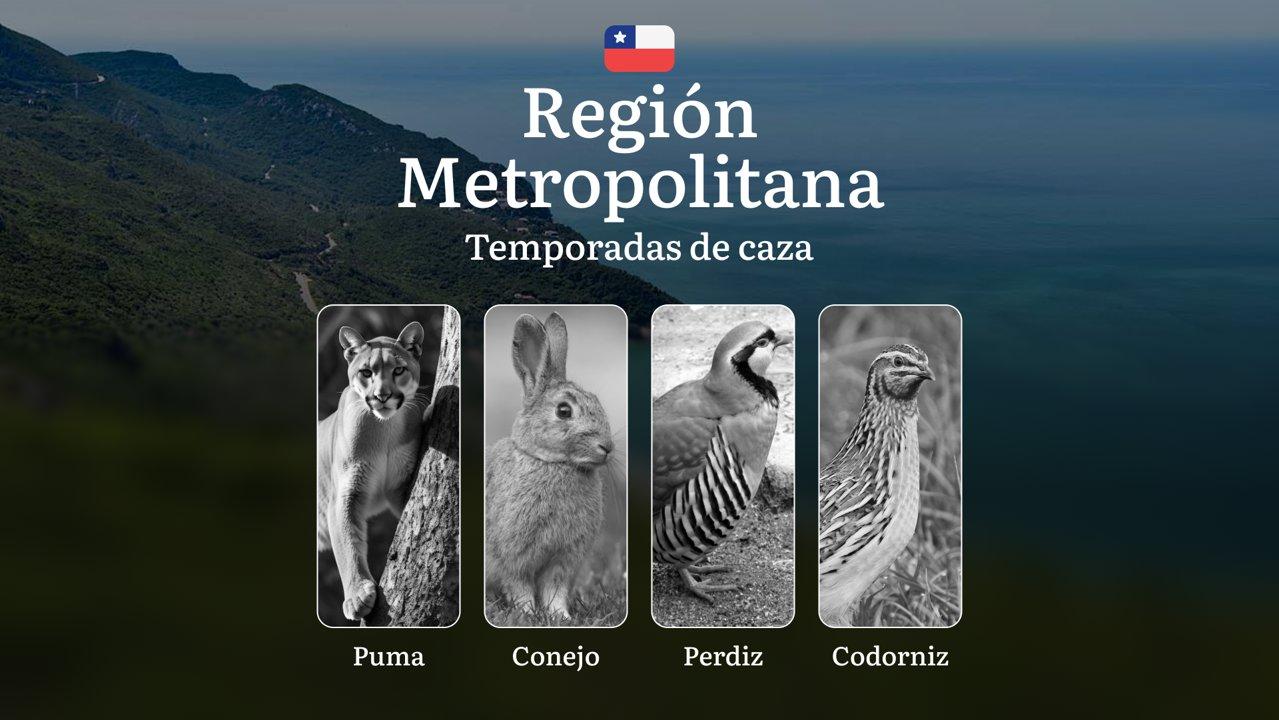Temporadas de caza en la Región Metropolitana (Chile): restricciones y protección legal, consejos para cazadores: elección de horario, lugar y equipo 