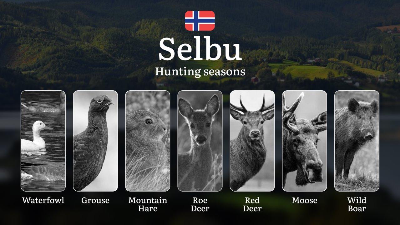 Selbu: Hunting Seasons and Timing, Regulations and Licensing, Required Documents and Procedures, Tips for Hunters
