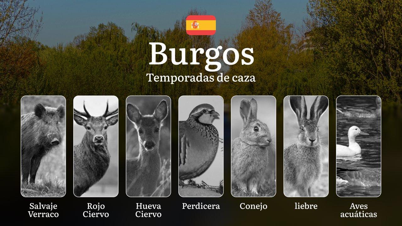 Temporadas y períodos de caza en BURGOS: Calendario, Licencias y Consejos para una Práctica Responsable