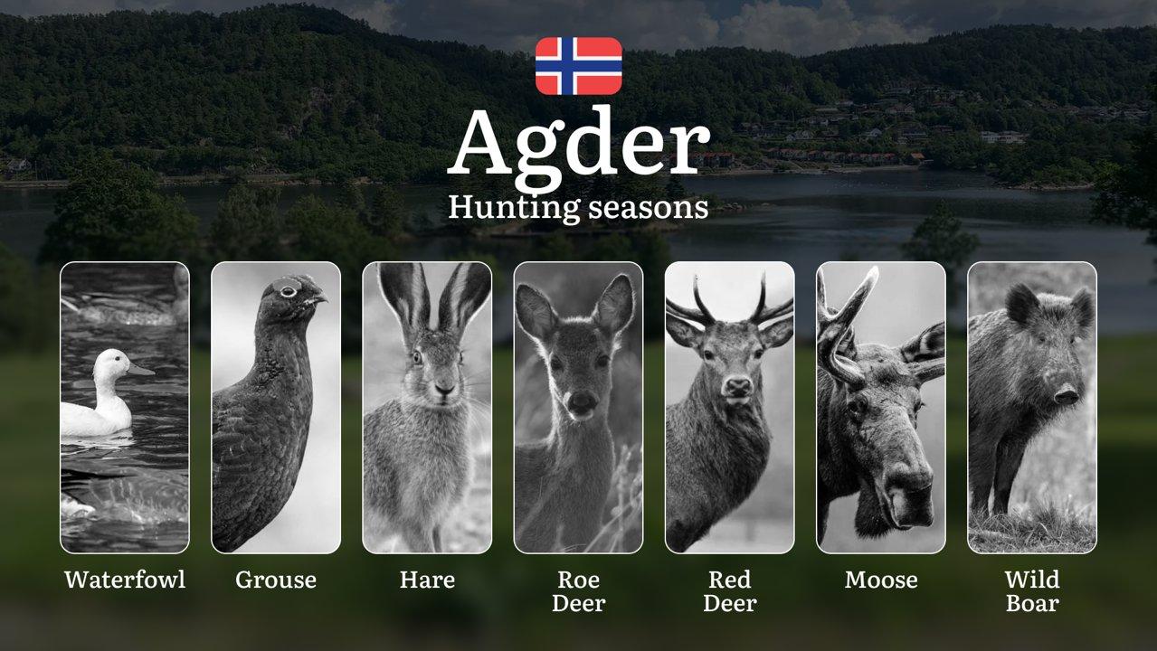 Agder: Hunting Seasons and Timing, Regulations and Licensing, Required Documents and Procedures, Tips for Hunters
Planning a hunting trip to Agder? Knowing the official h