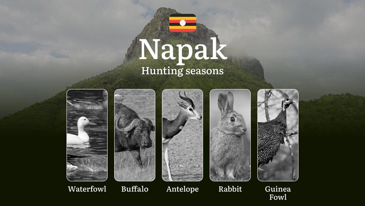 Seasonal Hunting Periods in Napak: Limits and Seasonal Prohibitions, Licensing Conditions, Fines and Legal Effects of Non-Compliance, Strategic Preparation, Best Hunting Times, Gear Choices